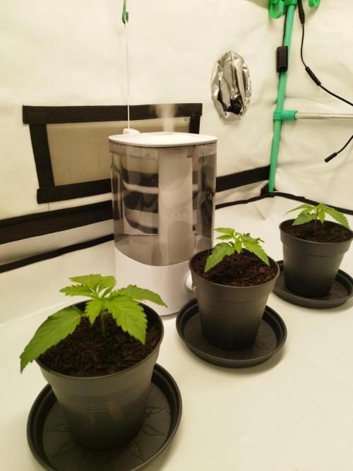 Back 2 Future (Bud Voyage). Week 2