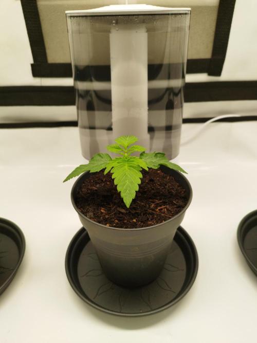 Back 2 Future (Bud Voyage). Week 2