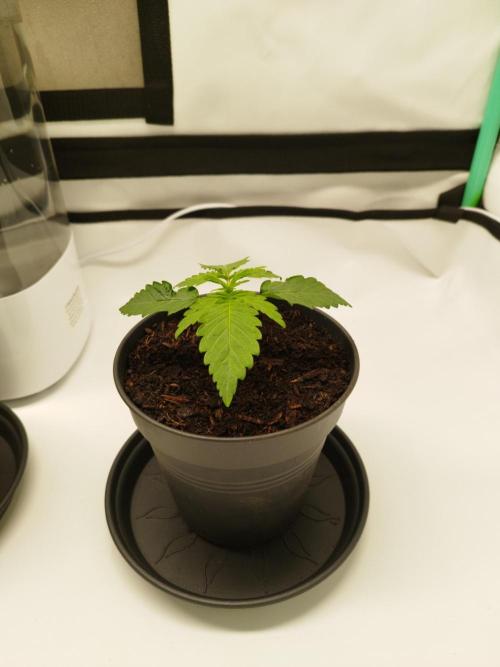 Back 2 Future (Bud Voyage). Week 2