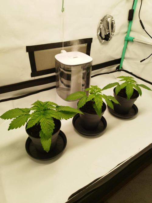 Back 2 Future (Bud Voyage). Week 3