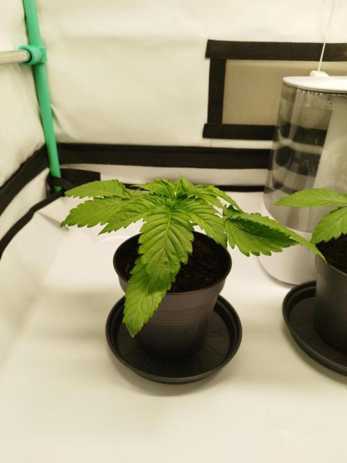 Back 2 Future (Bud Voyage). Week 3