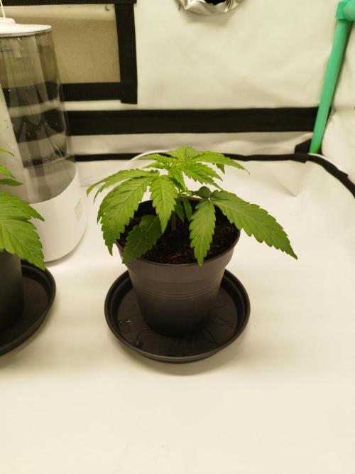 Back 2 Future (Bud Voyage). Week 3