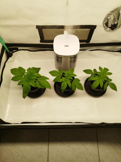 Back 2 Future (Bud Voyage). Week 3