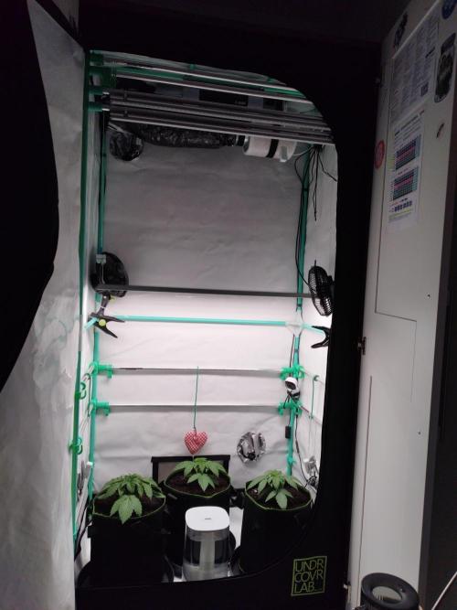 Back 2 Future (Bud Voyage). Week 3