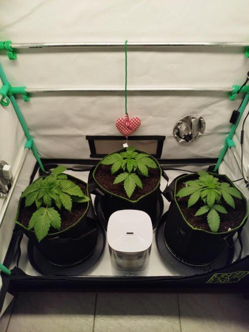 Back 2 Future (Bud Voyage). Week 3