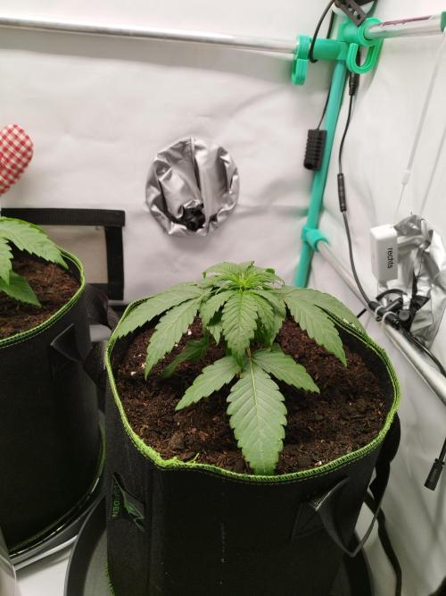 Back 2 Future (Bud Voyage). Week 3