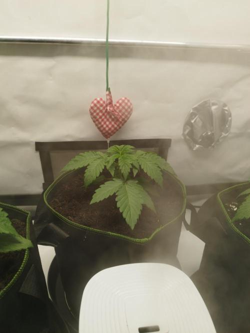 Back 2 Future (Bud Voyage). Week 3