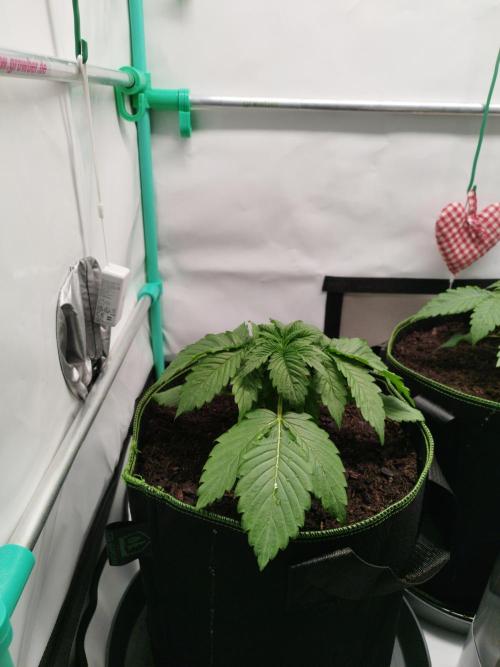 Back 2 Future (Bud Voyage). Week 3