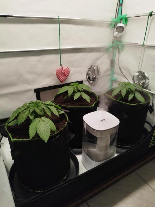 Back 2 Future (Bud Voyage). Week 3