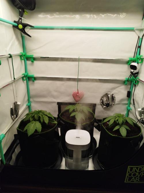 Back 2 Future (Bud Voyage). Week 3