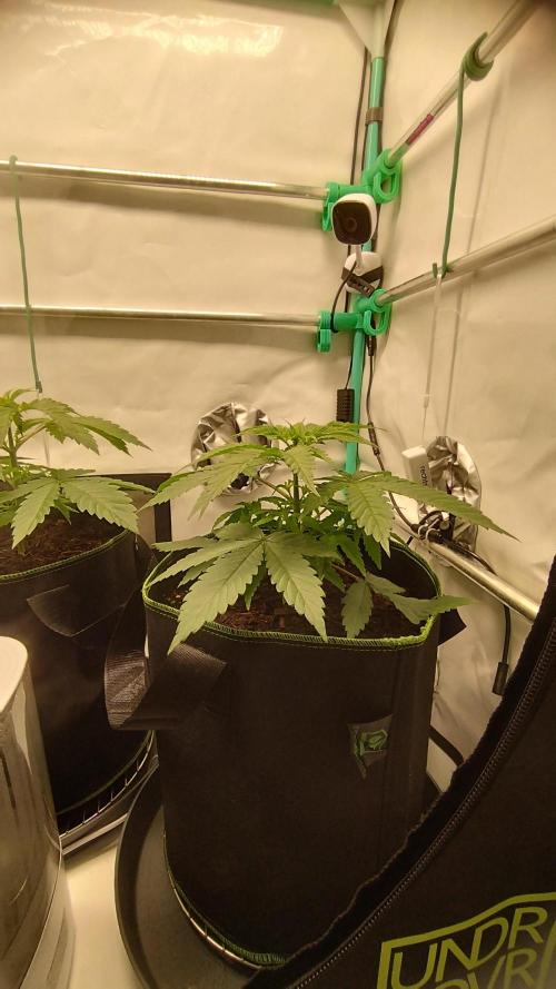 Back 2 Future (Bud Voyage). Week 4