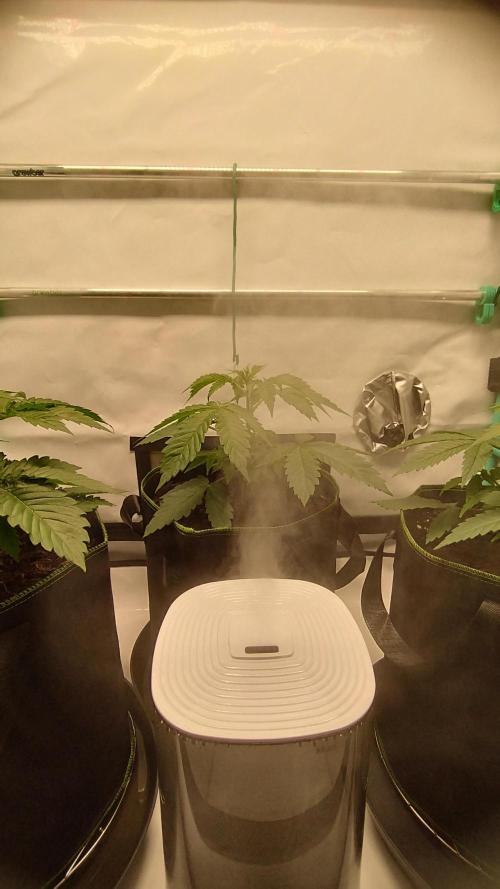 Back 2 Future (Bud Voyage). Week 4