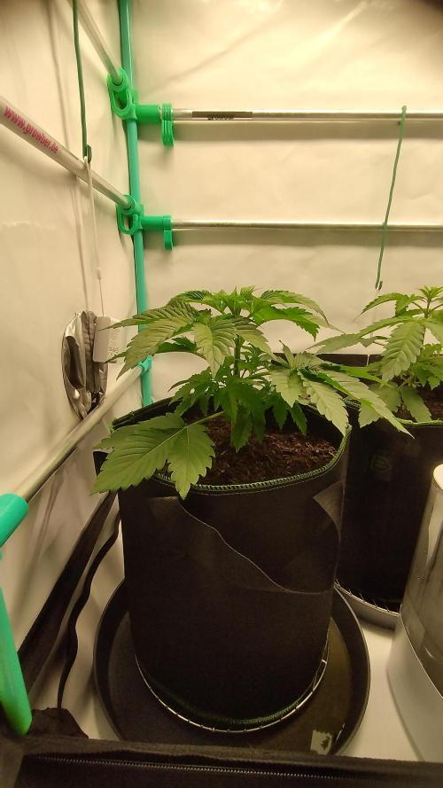 Back 2 Future (Bud Voyage). Week 4