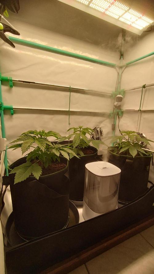 Back 2 Future (Bud Voyage). Week 4