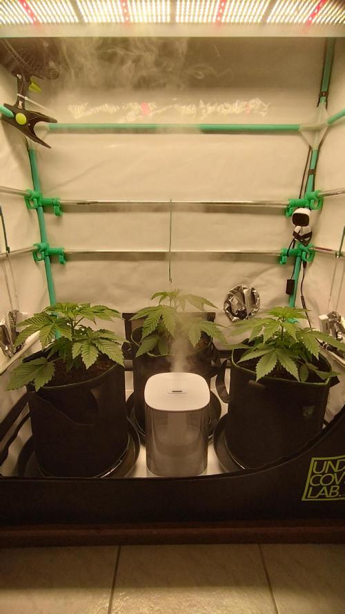 Back 2 Future (Bud Voyage). Week 4