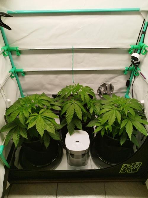 Back 2 Future (Bud Voyage). Week 5