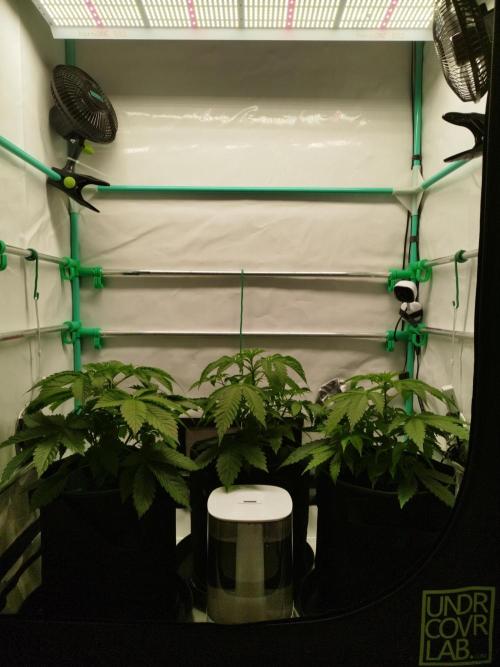 Back 2 Future (Bud Voyage). Week 5