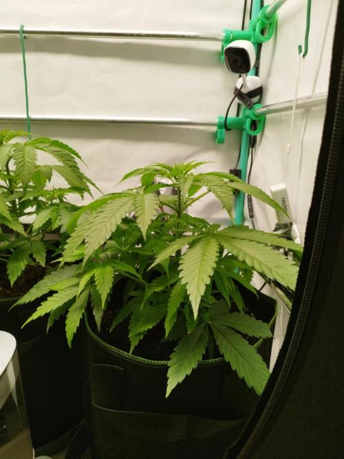 Back 2 Future (Bud Voyage). Week 5