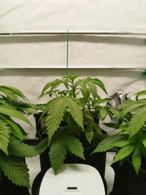 Back 2 Future (Bud Voyage). Week 5