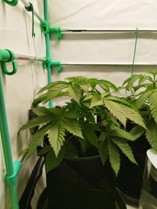 Back 2 Future (Bud Voyage). Week 5