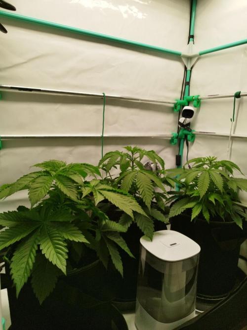 Back 2 Future (Bud Voyage). Week 5