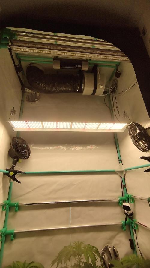 Back 2 Future (Bud Voyage). Week 0