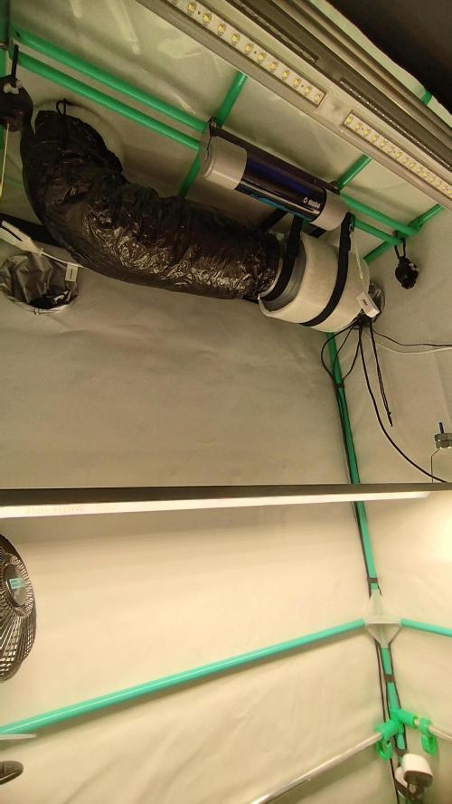 Back 2 Future (Bud Voyage). Week 0