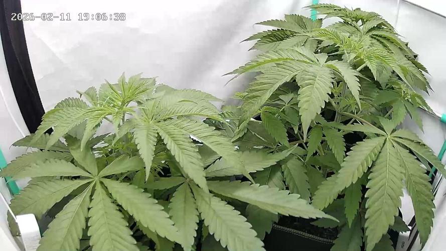 Back 2 Future (Bud Voyage). Week 5