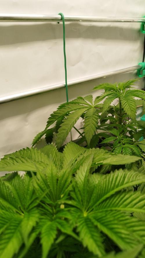 Back 2 Future (Bud Voyage). Week 5