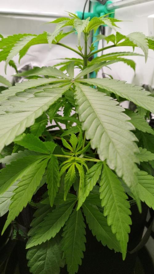 Back 2 Future (Bud Voyage). Week 5