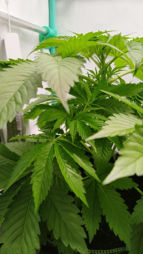 Back 2 Future (Bud Voyage). Week 5