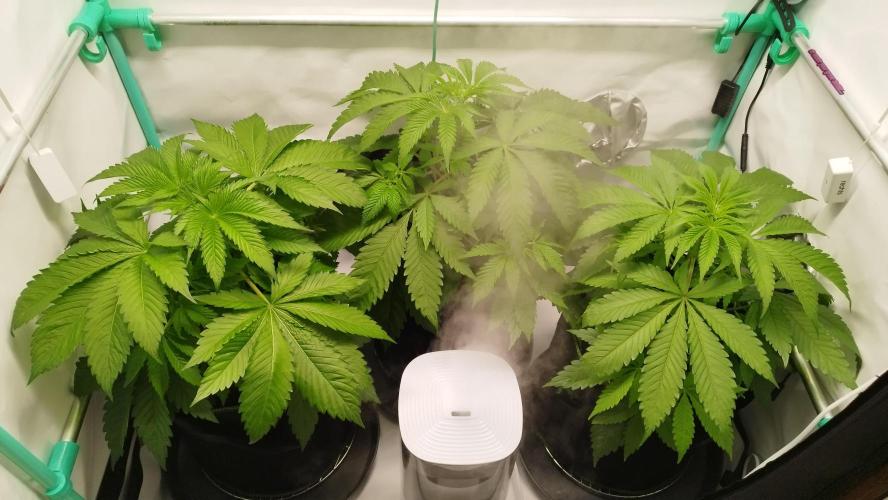 Back 2 Future (Bud Voyage). Week 5