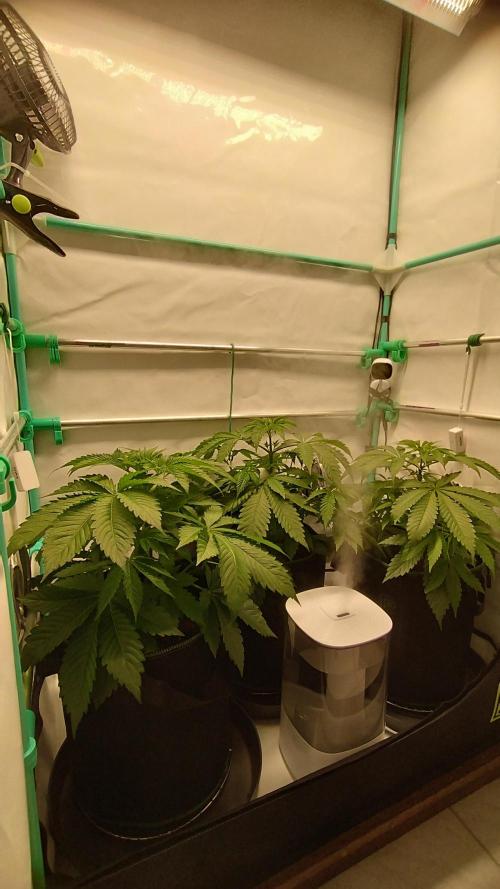 Back 2 Future (Bud Voyage). Week 5