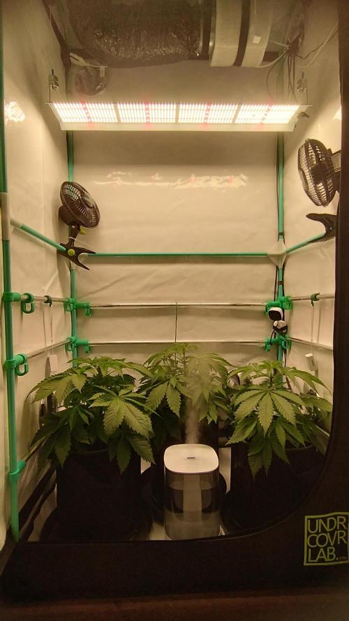 Back 2 Future (Bud Voyage). Week 5