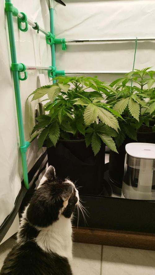 Back 2 Future (Bud Voyage). Week 5