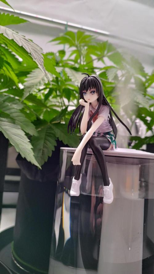 Back 2 Future (Bud Voyage). Week 5