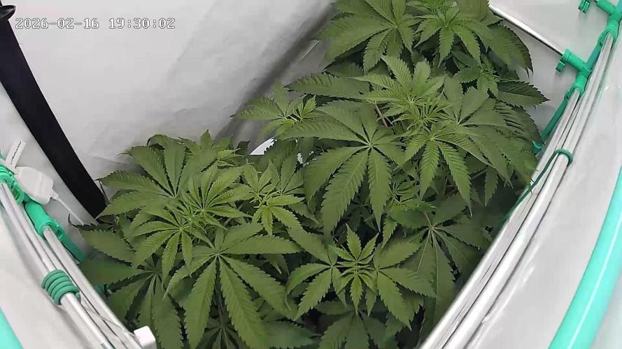 Back 2 Future (Bud Voyage). Week 6