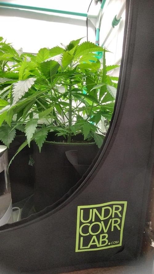 Back 2 Future (Bud Voyage). Week 6