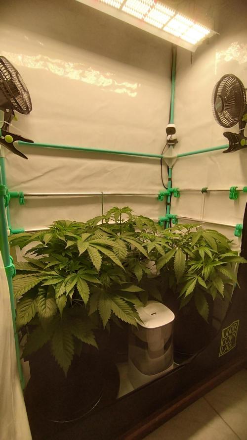 Back 2 Future (Bud Voyage). Week 6