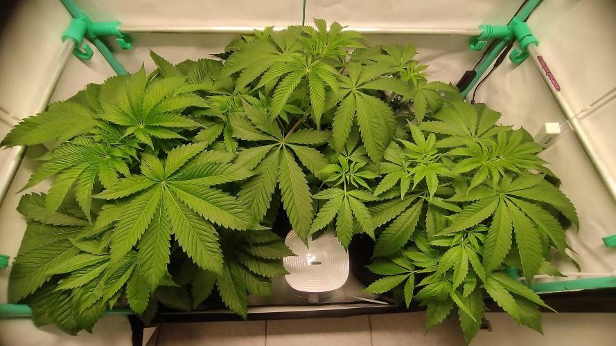 Back 2 Future (Bud Voyage). Week 6