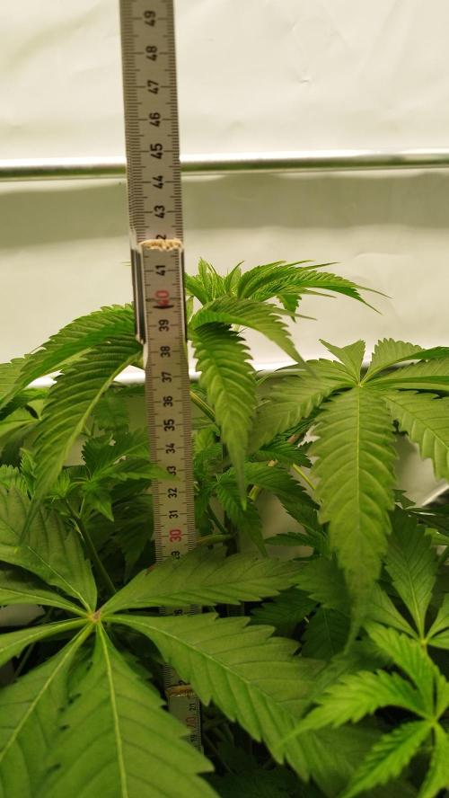 Back 2 Future (Bud Voyage). Week 6