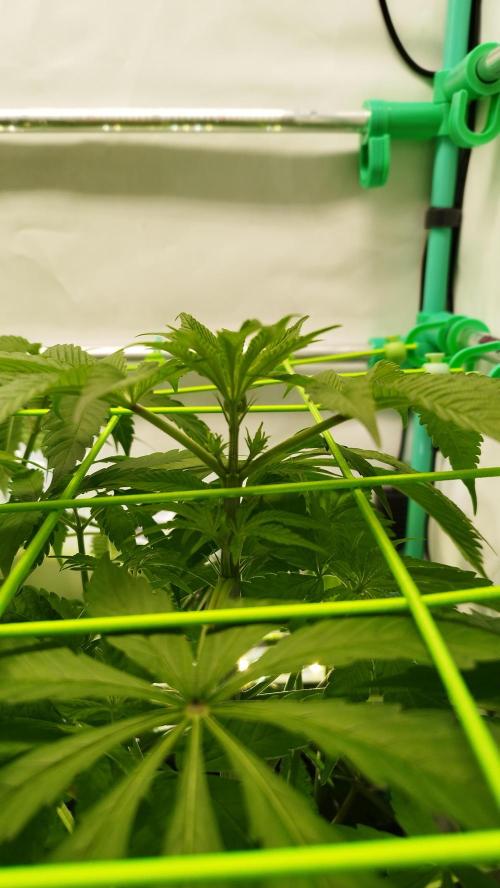 Back 2 Future (Bud Voyage). Week 6