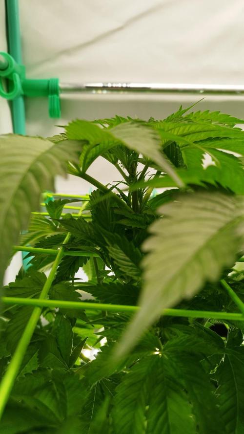 Back 2 Future (Bud Voyage). Week 6