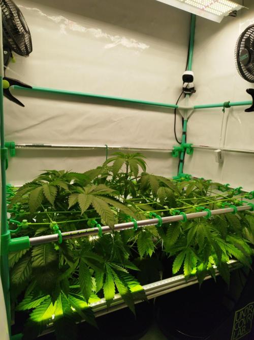 Back 2 Future (Bud Voyage). Week 6