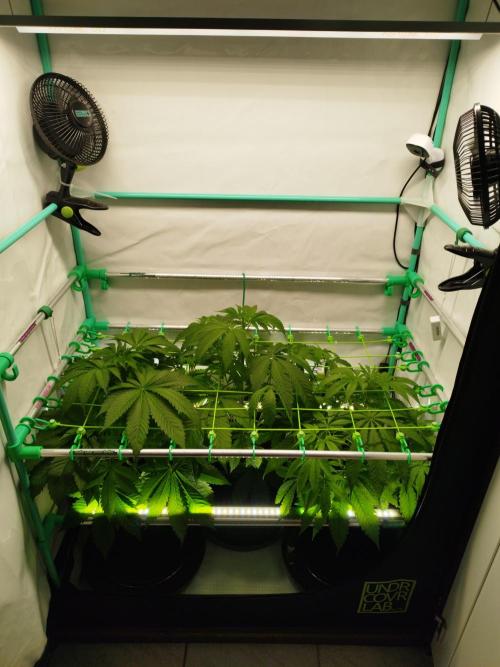 Back 2 Future (Bud Voyage). Week 6