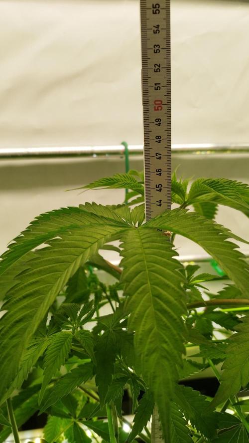 Back 2 Future (Bud Voyage). Week 6