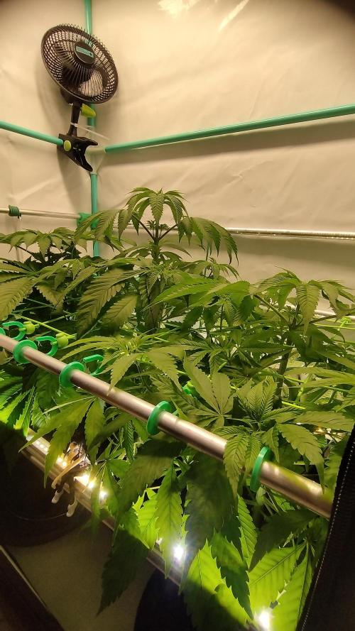 Back 2 Future (Bud Voyage). Week 6