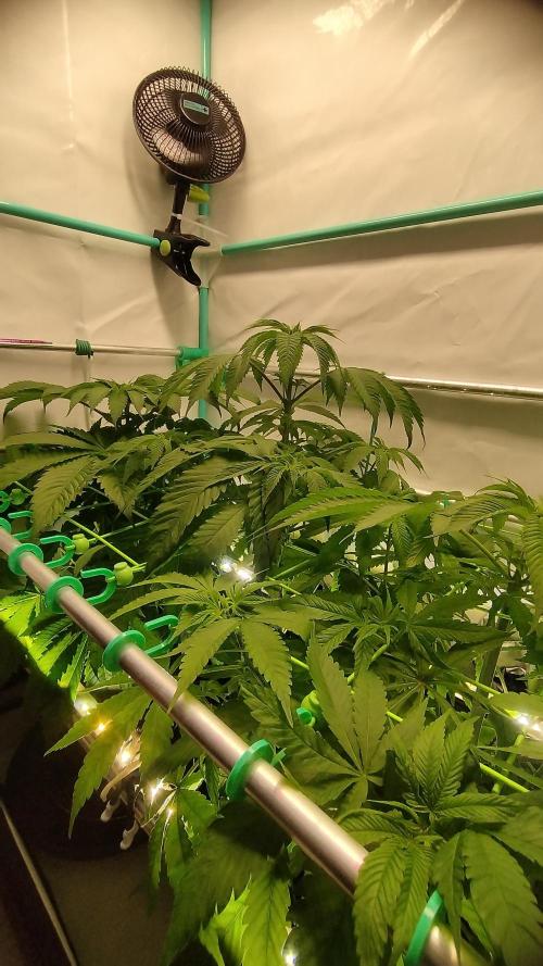 Back 2 Future (Bud Voyage). Week 6