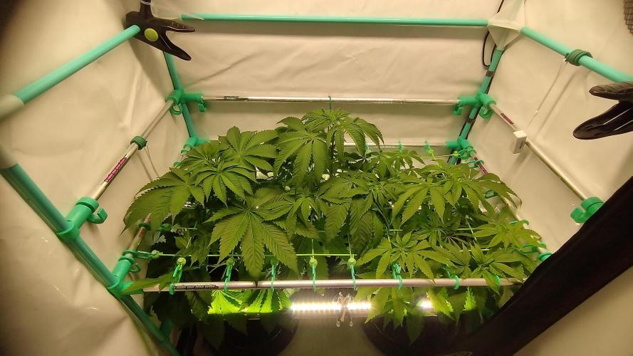 Back 2 Future (Bud Voyage). Week 6