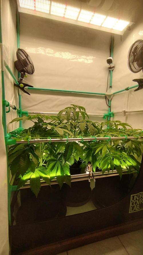 Back 2 Future (Bud Voyage). Week 6